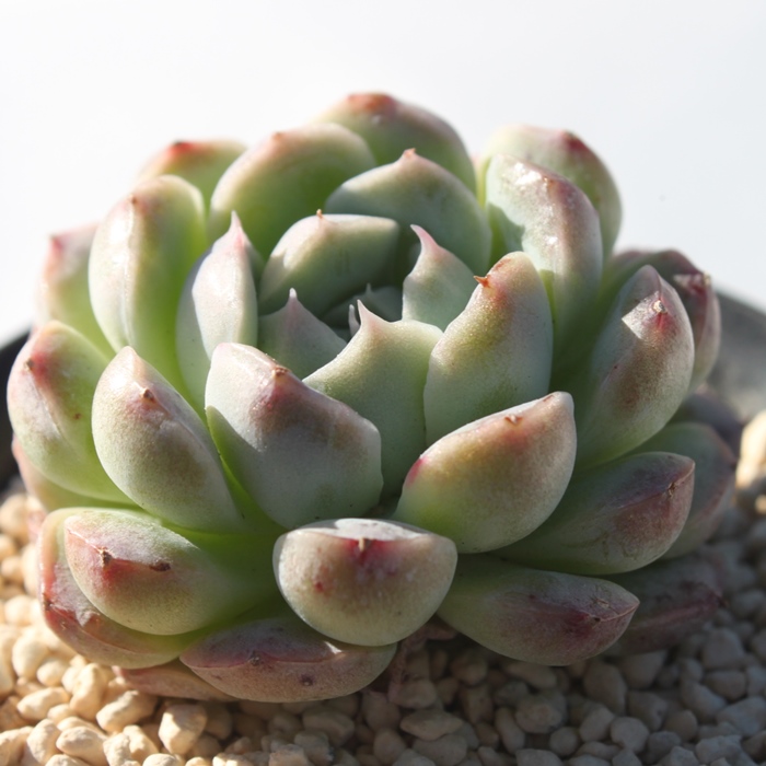 RRS,GPxA-Echeveria Coco Mongo