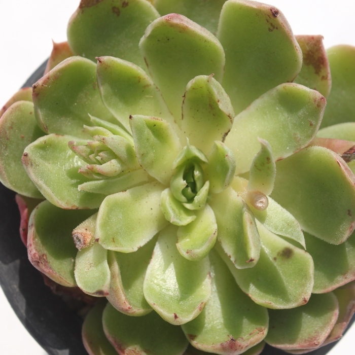 O[~g,O[~gʔ,O[~ggt,O[~gĕB₵,O[~gt,GPxA-Echeveria Green Mint