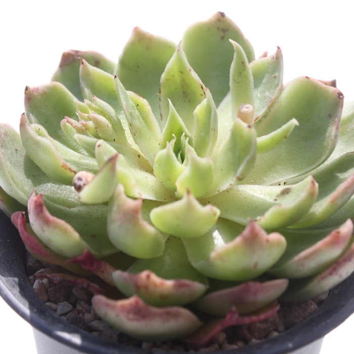 O[~g,GPxA-Echeveria Green Mint