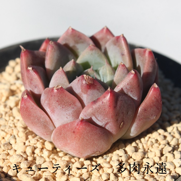 L[eB[Y,GPxA-Echeveria Cuties