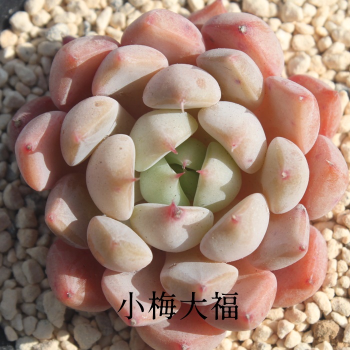 ~啟,~啟ʔ,~啟gt,~啟ĕB₵,~啟t,GPxA-Echeveria Koumedaihuku