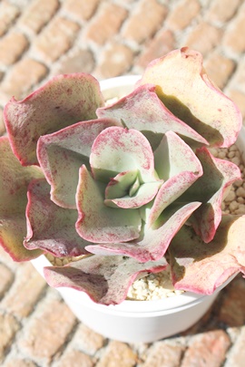 LbVO,ALbVO,ALbVOgt,LbVOB₵,LbVOĕ,LbVO̔,GPxA,LbVO̒ʔ,LbVÖĕ₵-Echeveria kissing,iɂƂ