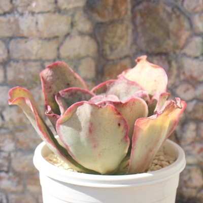 LbVO,ALbVO,LbVOgt,LbVOB₵,LbVOĕ,LbVO̔,GPxA,LbVO̒ʔ,LbVÖĕ₵-Echeveria kissing,iɂƂ