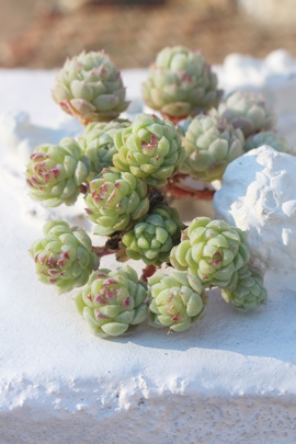 Rbg,ARbg,ARbggt,RbgB₵,Rbgĕ,Rbg̔,GPxA,Rbg̒ʔ,Rbg̈ĕ₵-Echeveria cotton,iɂƂ