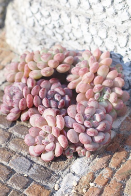 L[gr[,AL[gr[,AL[gr[gt,L[gr[B₵,L[gr[ĕ,L[gr[̔,GPxA,L[gr[̒ʔ,L[gr[̈ĕ₵-Echeveria cutebean,iɂƂ