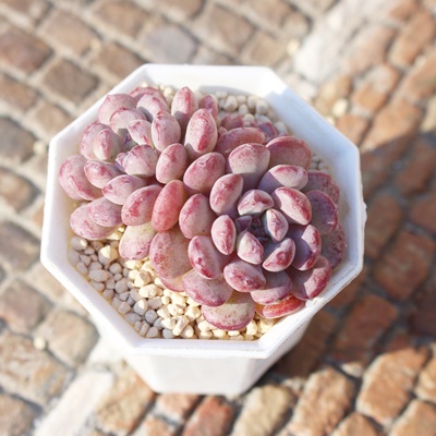 L[gr[,؍cL[gr[,L[gr[gt,L[gr[B₵,L[gr[ĕ,L[gr[̔,GPxA,L[gr[̒ʔ,L[gr[̈ĕ₵-Echeveria cutebean,iɂƂ