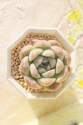 ӓ啟,Aӓ啟,Aӓ啟gt,ӓ啟B₵,ӓ啟ĕ,ӓ啟̔,GPxA,ӓ啟̒ʔ,ӓ啟̈ĕ₵-Echeveria kurumidaifuku,iɂƂ
