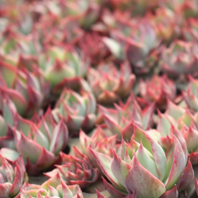 JVIX,AJVIX,JVIXэgt,JVIXѐB₵,JVIXшĕ,JVIXє̔,GPxA,JVIXт̒ʔ,JVIXт̈ĕ₵-Echeveria cacios variegata,iɂƂ