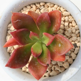 }N\j[AGPxA-Echeveria cv 'Macsony'