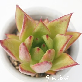 f̏A݂킭̂悢AAK{CfXbvXeBbNAGPxA-Echeveria cv 'Macsony'