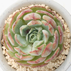 ΉOA݂ǂڂAGPxA-Echeveria cv 'MIDORIBOTAN'