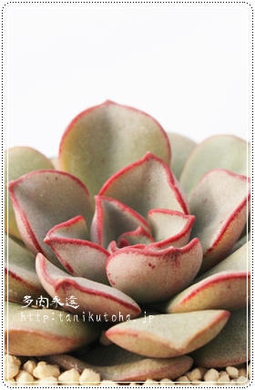 j[A`[AGPxA-Echeveria cv 'MORANII'