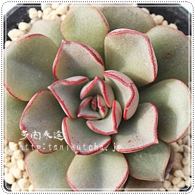 j[A`[AGPxA-Echeveria cv 'MORANII'