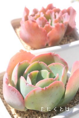 }[TZbgAGPxA-Echeveria cv 'Marin Sunset'