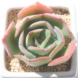 }[TZbgAGPxA-Echeveria cv 'Marin Sunset'