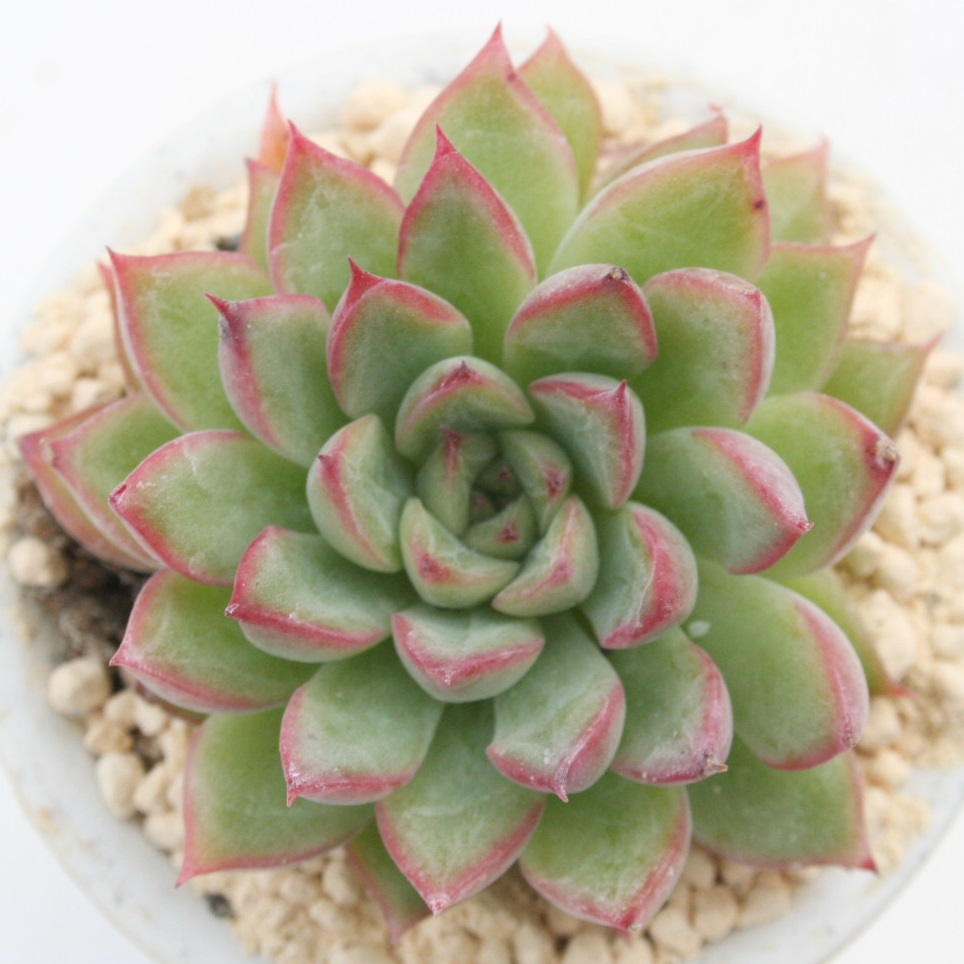 A߂тȁAGPxA-Echeveria cv 'MEBINA'