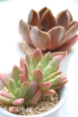 ~jxAGPxA-Echeveria cv 'MINI BELL'