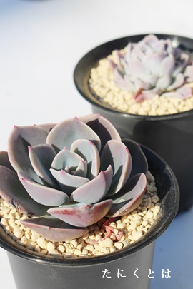 @؁Aނ炳񂰁AGPxA-Echeveria cv 'MURASAKIRENGE'