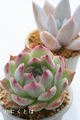 YA낤AGPxA-Echeveria cv chihuahualinze