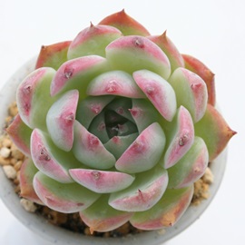 YA낤AGPxA-Echeveria cv chihuahualinze