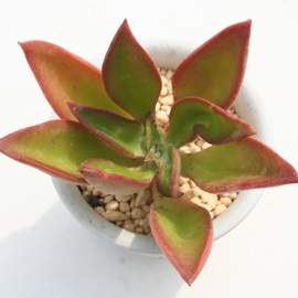 ^iAGPxA-Echeveria cv 'MONTANUM'