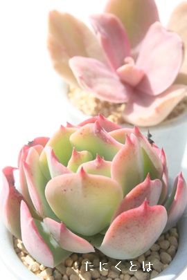 ~L[EFCAGPxA-Echeveria cv 'Milky Way'