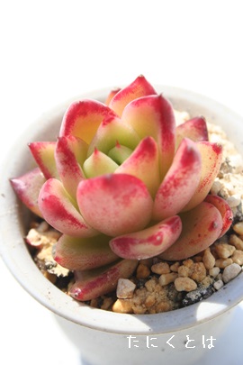 fKNA݂킭̂΂AGPxA-Echeveria agavoides cv 'MIWAKUNOBARA'