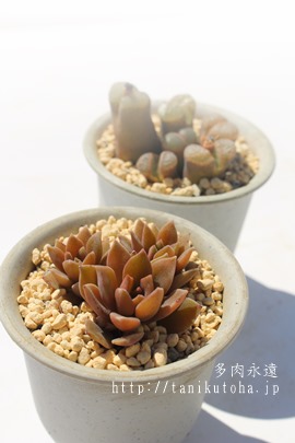 PAނ炳ЂGPxA-Echeveria cv MURASKIHOGASA