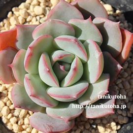 f̌,f̌̒ʔ,f̌̈ĕ₵,AGPxAgt,f̌,f̌̑蕨,f̌̊yݕ,f̌,,-Echeveria Miwakunotukiyo,i@ɂƂ