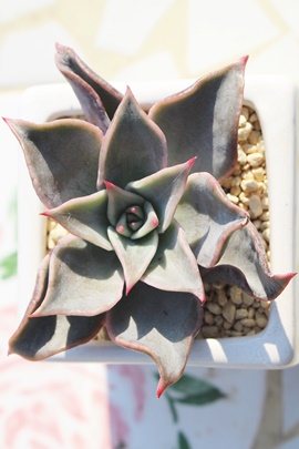 }fBo,}fBoʔ,}fBogt,}fBoĕB₵,}fBo,}fBo,GPxA-Echeveria MADIVA