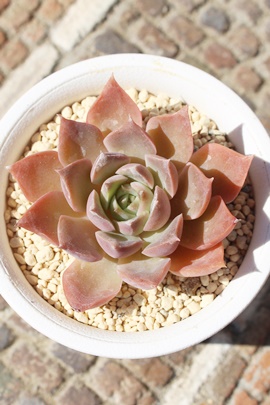 KNPAGPxA-Echeveria cv 'momobarahime