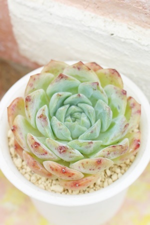 啟AGPxA-Echeveria cv 'momozora daifuku