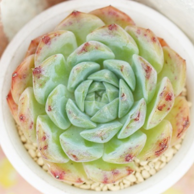 啟,GPxA,啟̒ʔ,啟ĕ₵,AGPxAgt,啟,啟̊yݕ,啟,,-Echeveria moozora daifuku,i,ɂƂ