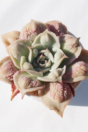 }fBoovAGPxA-Echeveria Madiba bump