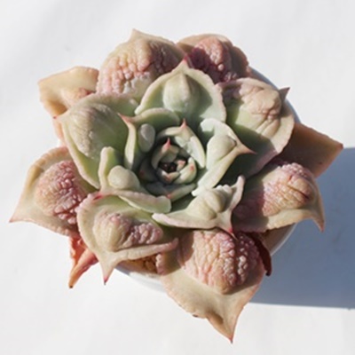 }fBoov,GPxA,}fBoov̒ʔ,}fBoovĕ₵,AGPxAgt,}fBoov,}fBoov̊yݕ,}fBoov,,-Echeveria Madiba bump,i,ɂƂ