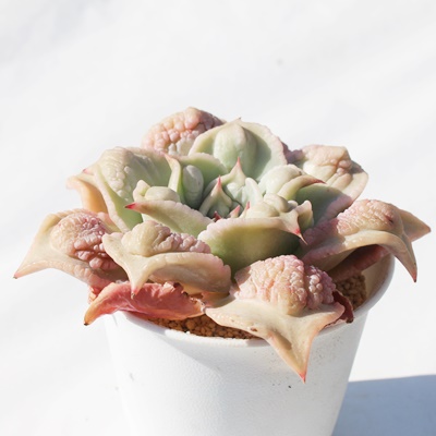}fBoov,GPxA,}fBoov̒ʔ,}fBoovĕ₵,AGPxAgt,}fBoov,}fBoov̊yݕ,}fBoov,,-Echeveria Madiba bump,i,ɂƂ