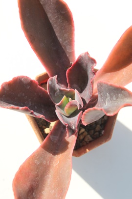 сAɂAGPxA-Echeveria 'TUKINISIKI'