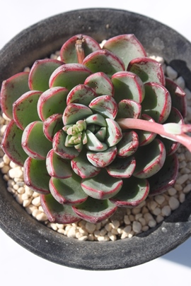 }WbNt@CA[,}WbNt@CA[ʔ,}WbNt@CA[gt,}WbNt@CA[ĕB₵,}WbNt@CA[,}WbNt@CA[GPxA-Echeveria cv Magic Fire