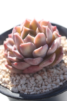 qJ,qJʔ,qJgt,qJĕB₵,qJ,GPxA-Echeveria cv Mohikan