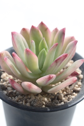 ~jx,~jxђʔ,~jxэgt,~jxшĕB₵,~jxщ,~jxуGPxA-Echeveria cv mini bell variegata