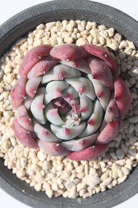 啟,啟ʔ,啟gt,啟ĕB₵,啟,啟-Echeveria cv mini bell variegata