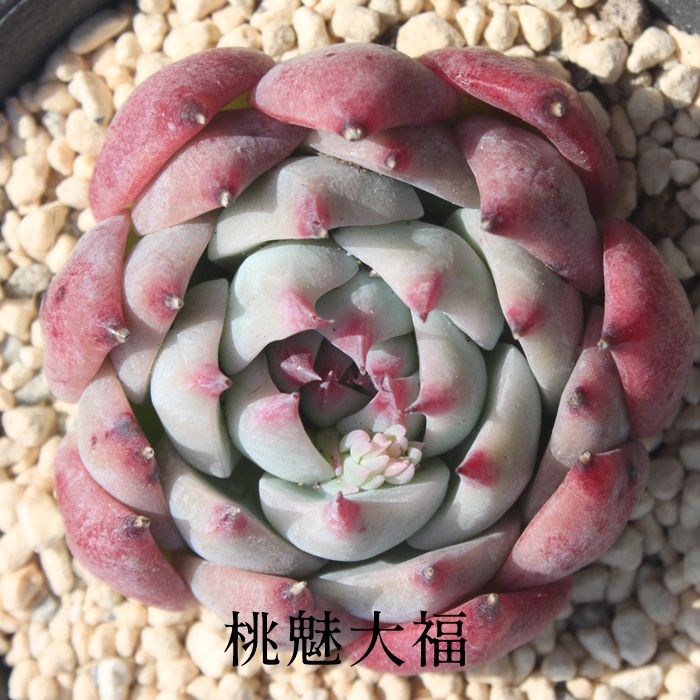 桃魅大福 葉挿し 発根済み！ 多肉植物