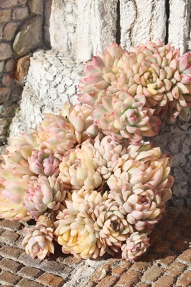 ,ђʔ,эgt,шĕB₵,щ,GPxA-Echeveria mebina variegata class=