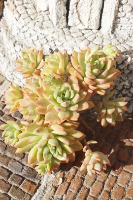 }bRX,}bRXђʔ,}bRXэgt,}bRXшĕB₵,}bRXщ,GPxA-Echeveria MONT BLANK