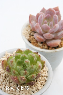 щOAɂڂAGPxA-Echeveria cv 'NISIKIBOTAN'