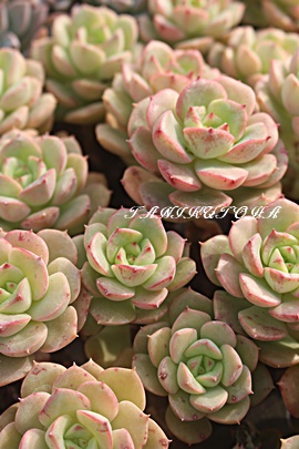 jNT[iAGPxA-Echeveria cv 'NICSANA'