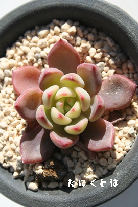 joXAGPxA-Echeveria cv NIVALIS