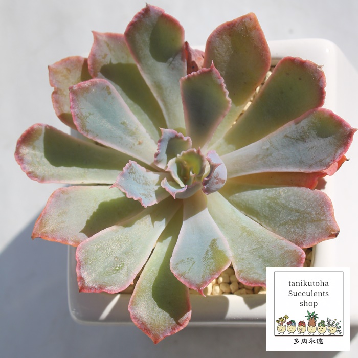 lIu[J[,GPxA,lIu[J[̒ʔ,lIu[J[̈ĕ₵,lIu[J[gt,lIu[J[t,Echeveria NEON BREAKER,i@ɂƂcuctus and succulents onlineshop from japan-TANIKUTOHA