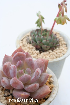 E[AGPxA-Echeveria cv 'Laulinze'