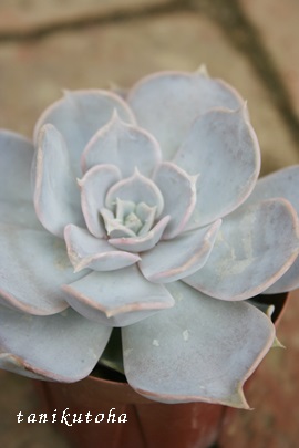 ViALiACViAGPxA-Echeveria cv 'Lilacina'